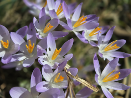 St. Benno-Gymnasium Dresden